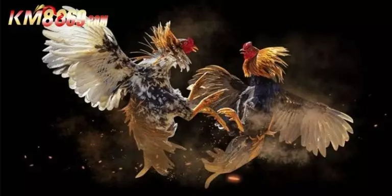 Đá Gà SV388 - Tham Gia Các Hình Thức Chọi Kê Hấp Dẫn